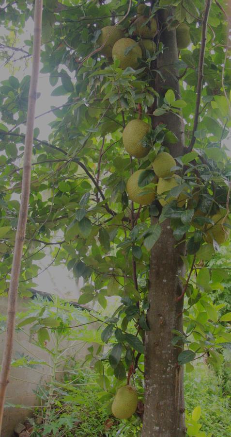Coco Home Negombo Luaran gambar